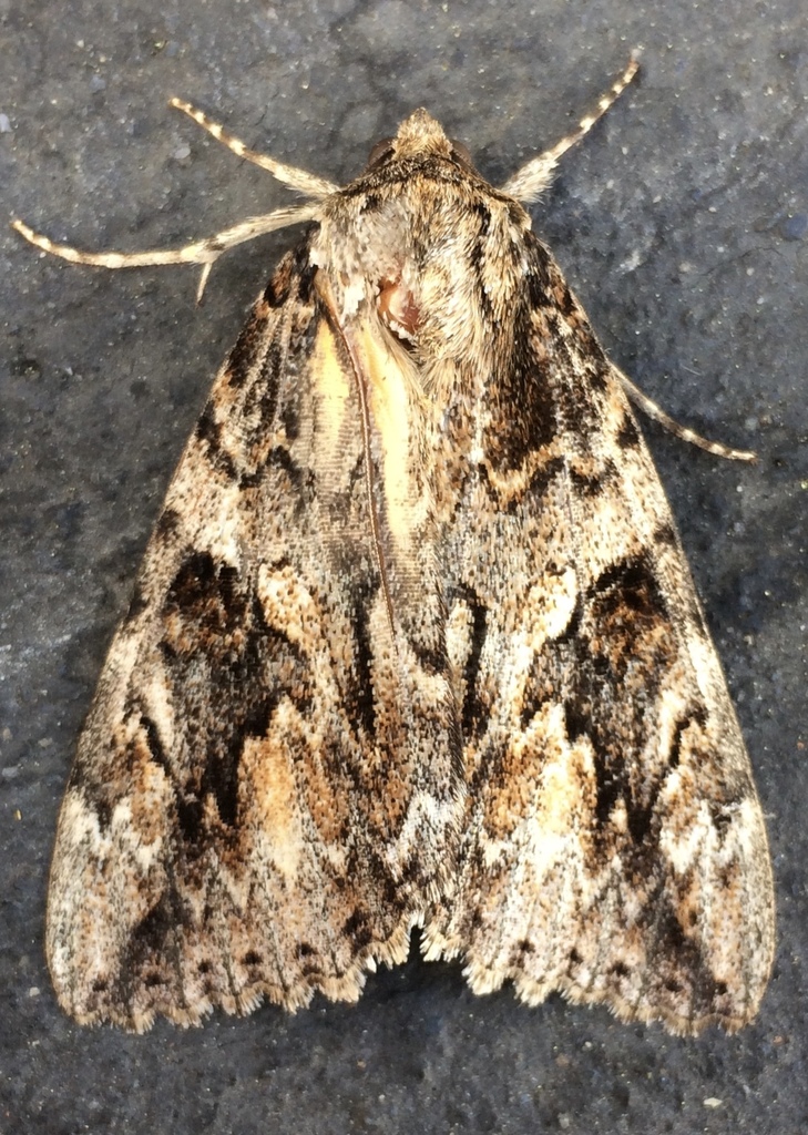 Irene's Underwing