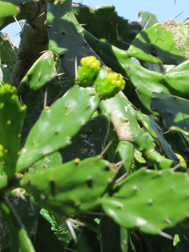 Brasiliopuntia brasiliensis