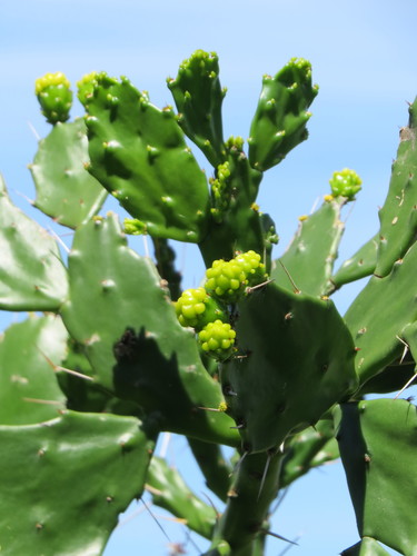 Brasiliopuntia brasiliensis