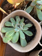 Echeveria pulidonis