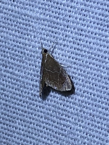 Glaphyria peremptalis photo 4