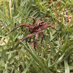 Lycosa erythrognatha