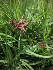 Lycosa erythrognatha