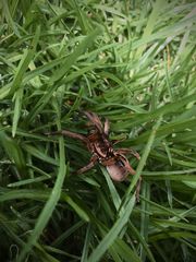 Lycosa erythrognatha