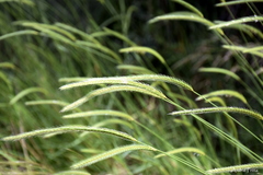Hordeum stenostachys