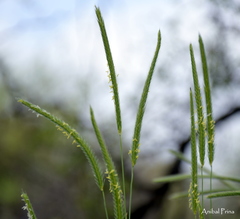 Hordeum stenostachys