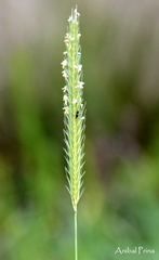 Hordeum stenostachys