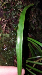 Haplopteris ensiformis