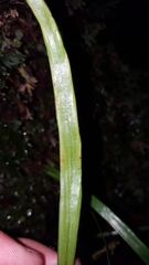 Haplopteris ensiformis