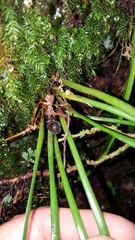 Haplopteris ensiformis