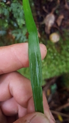 Haplopteris ensiformis