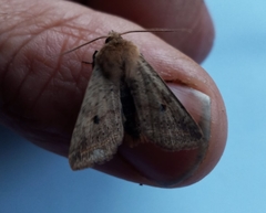 Agrochola blidaensis