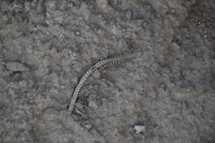 Microlophus