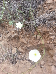 Calystegia malacophylla
