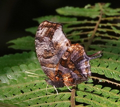 Consul fabius superba