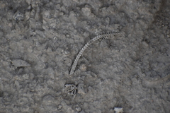 Microlophus