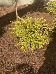 Ligustrum sinense