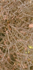Frullania aculeata