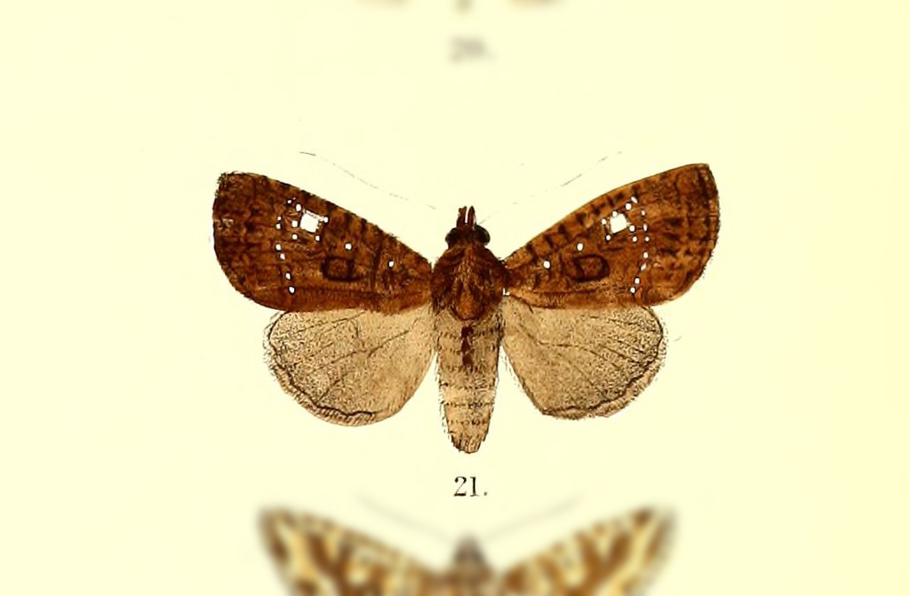 Feliniopsis constellata