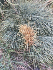 Aciphylla squarrosa squarrosa