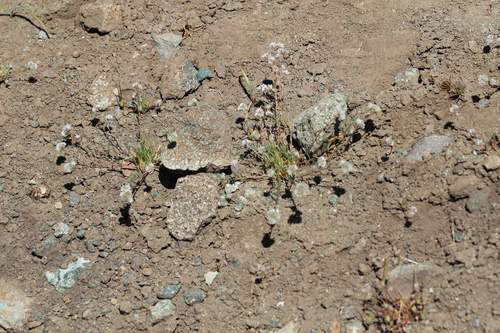 Montiopsis capitata (Montiopsis capitata)