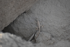 Microlophus