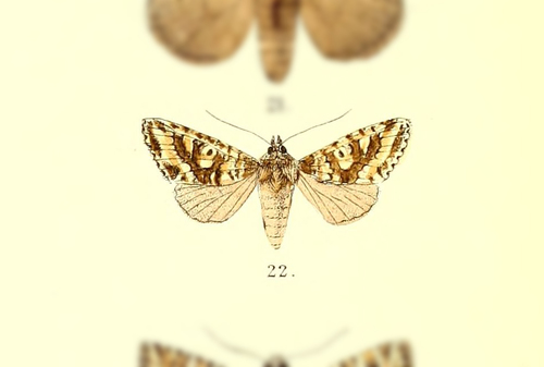 Dichoniopsis