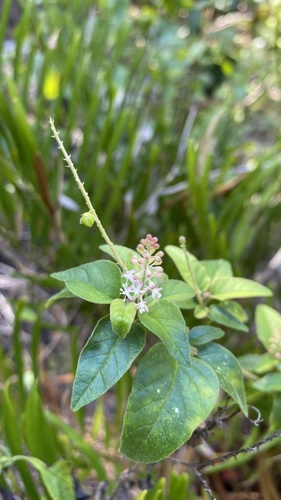 Rivinoideae image