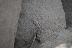 Microlophus