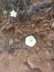 Calystegia malacophylla