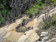 Coleocephalocereus fluminensis