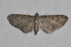 Eupithecia virgaureata