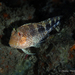 Barred Blenny - Photo (c) Pauline Walsh Jacobson, some rights reserved (CC BY), uploaded by Pauline Walsh Jacobson
