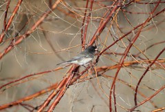 Junco hyemalis