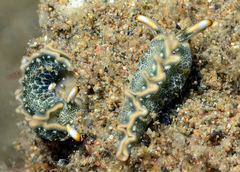 Thuridilla carlsoni