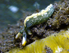 Thuridilla carlsoni