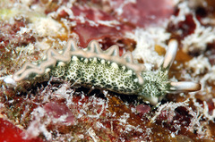 Thuridilla carlsoni