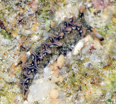 Thuridilla carlsoni