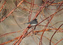 Junco hyemalis
