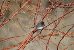 Junco hyemalis