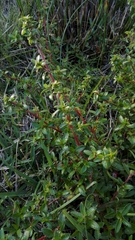 Cliffortia ferruginea