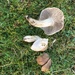 Pseudotricholoma metapodium - Photo (c) Rob Foster, algunos derechos reservados (CC BY-NC), subido por Rob Foster