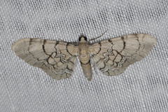 Eupithecia venosata