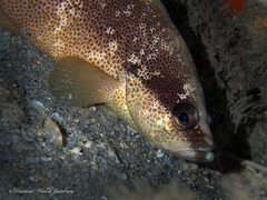 Rypticus bistrispinus