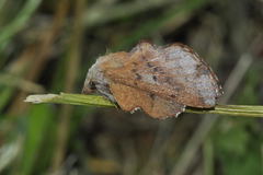 Phyllodesma tremulifolia