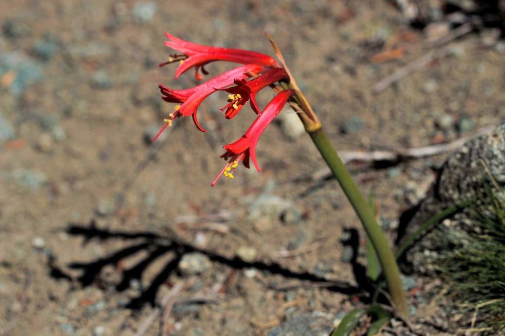 Zephyranthes tenuiflora