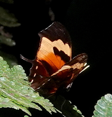 Consul fabius superba