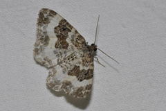 Epirrhoe rivata