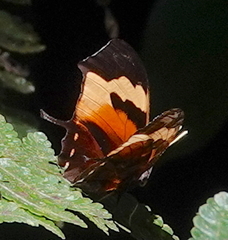 Consul fabius superba