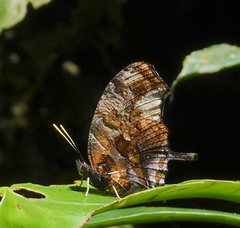 Consul fabius superba